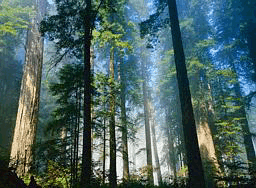 California